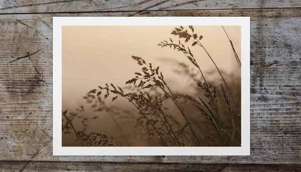  Mist Uncoated