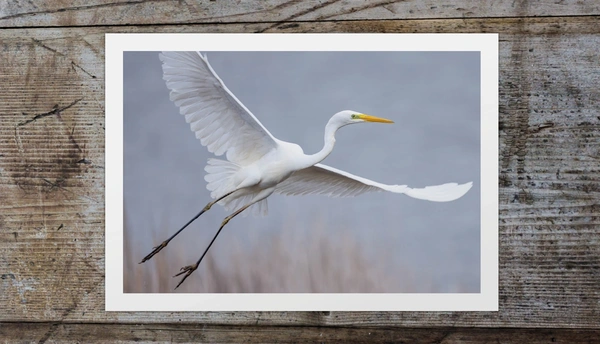  Egret Recycled Uncoated