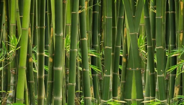  Fine Art Hahnemu¨hle Bamboo